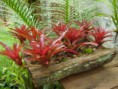 /album/paisagismo/bromelia-jpg/