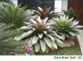 /album/paisagismo/bromelia-imperial3-jpg/